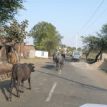 ON-THE-INDIAN-ROAD-BHOPAL-2010_3.jpg